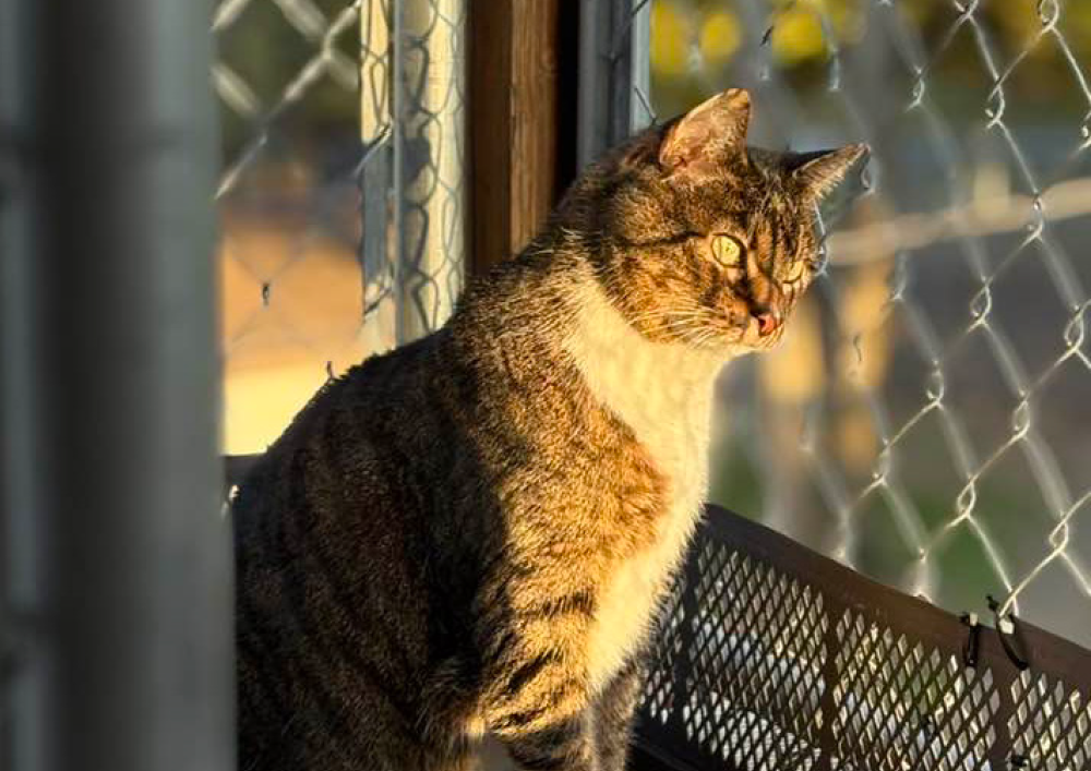 adoptable cats