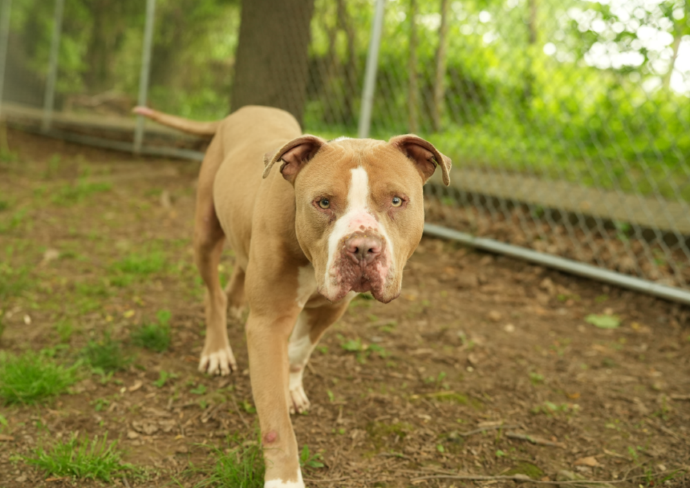 adoptable dogs